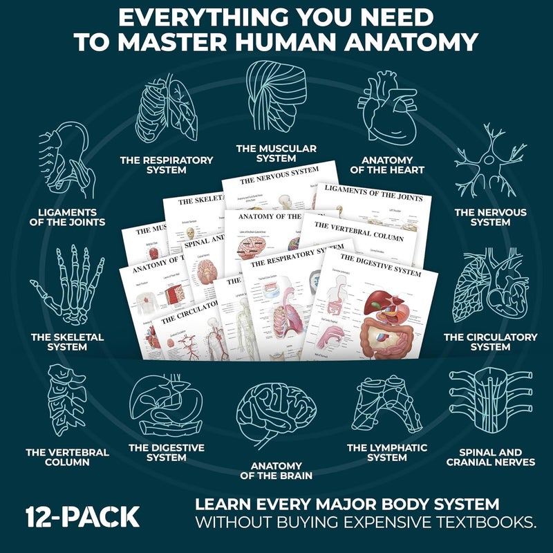 GRAND BASICS 12-Pack Laminated Anatomy Posters for Wall – Educational Human Body Systems Charts for Students, Classrooms & Medical Office Decor - Includes Muscular, Skeletal, Nervous & More, Size 17”x27” - Image 3